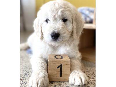 F1 Goldendoodle puppies