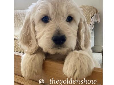 F1 Goldendoodle puppies