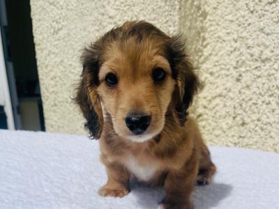Shaded Cream Longhair Mini Dachshund Boy