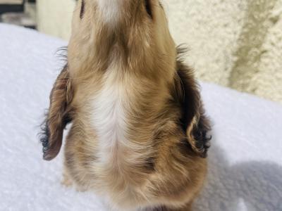 Shaded Cream Longhair Mini Dachshund Boy