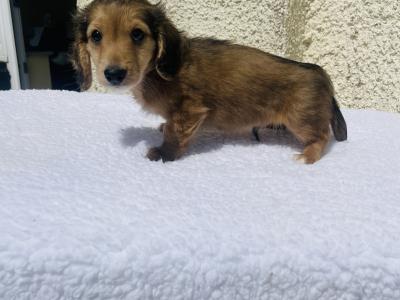 Shaded Cream Longhair Mini Dachshund Boy
