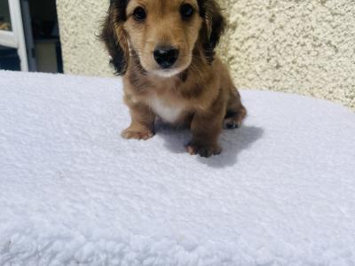 Shaded Cream Longhair Mini Dachshund Boy