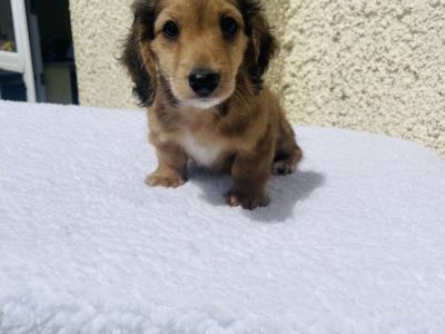 Shaded Cream Longhair Mini Dachshund Boy