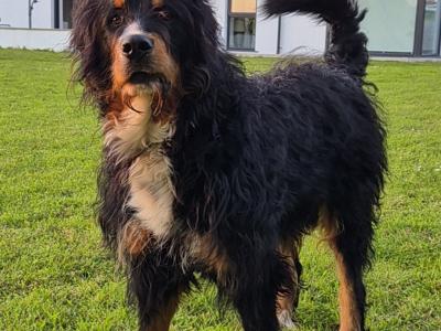 Gorgeous Bernedoodle for stud