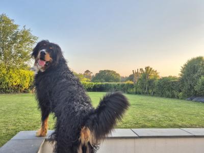 Gorgeous Bernedoodle for stud