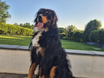 Gorgeous Bernedoodle for stud
