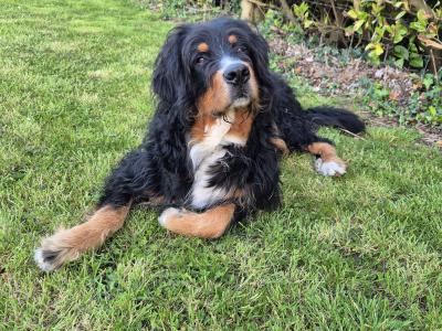 Gorgeous Bernedoodle for stud