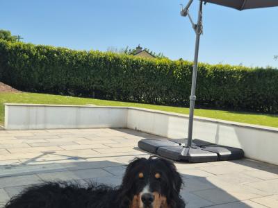 Gorgeous Bernedoodle for stud