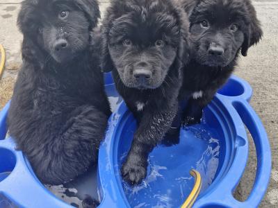 IKC Registered Newfoundland puppies for sale in Carlow