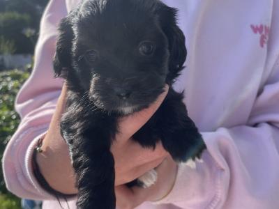 Maltese x Shih Tzu cross puppies for sale