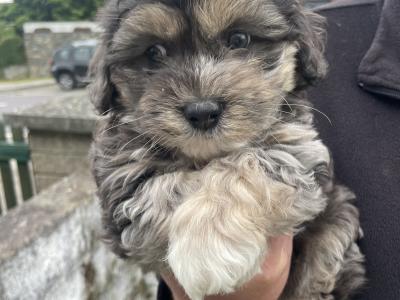 Maltese x Shih Tzu cross puppies for sale