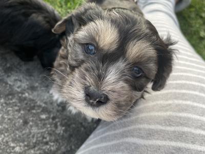 Maltese x Shih Tzu cross puppies for sale