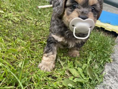 Maltese x Shih Tzu cross puppies for sale