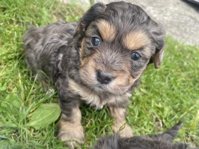 Maltese x Shih Tzu cross puppies for sale