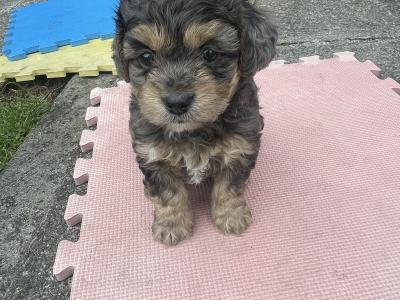 Maltese x Shih Tzu cross puppies for sale