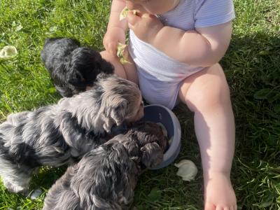 Maltese x Shih Tzu cross puppies for sale