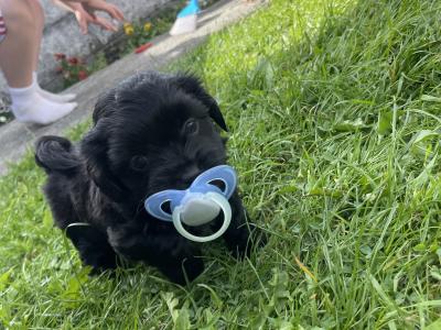 Maltese x Shih Tzu cross puppies for sale