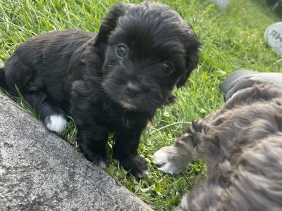 Maltese x Shih Tzu cross puppies for sale