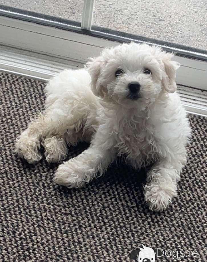 Maltese Bichon Poodle Mix Puppies For Sale Maltichon Bichon Frise