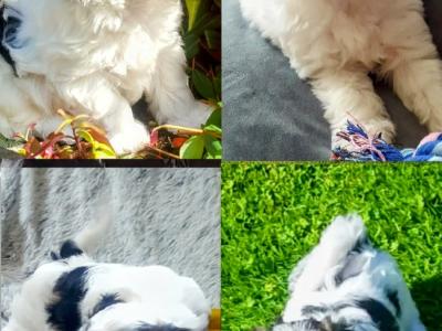 ❤️Rare Biewer Yorkshire x Maltese puppies (Malbie's) puppy available due to last min cancellation  🐕