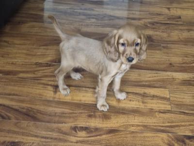 Cocker Spaniel puppy, 1 male left in Wexford. House Raised puppy 🐶🐶 🐶