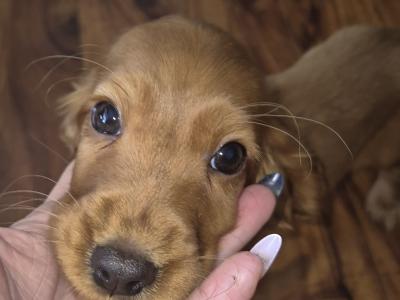 Cocker Spaniel puppy, 1 male left in Wexford. House Raised puppy 🐶🐶 🐶