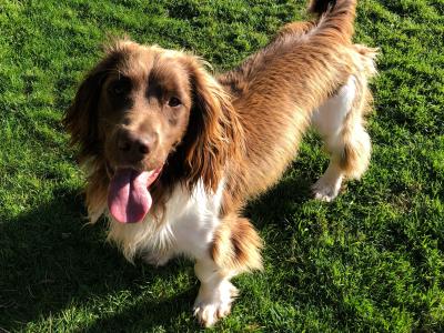 Male Springer Spaniel 7 Yrs Old
