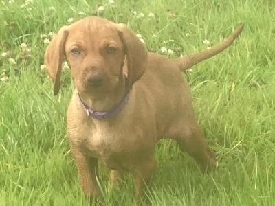 Pedigree Hungarian Vizsla puppies IKC registered for sale in Cork