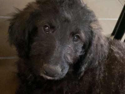 Springer x Poodle Puppy - Non Shed