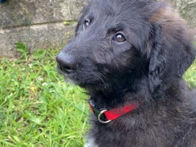Female Springerdoodle puppy
