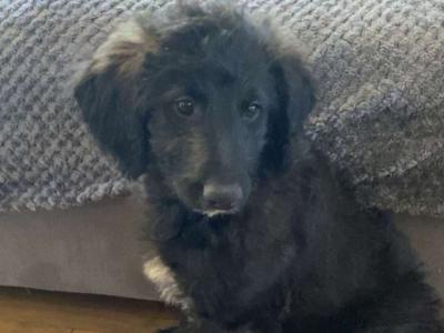 Springer x Poodle Puppy - Non Shed
