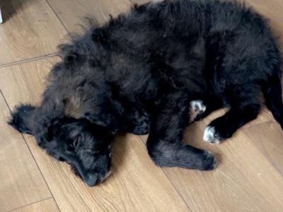 Springer x Poodle Puppy - Non Shed