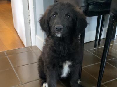 *FREE TO GOOD HOME* - Springer x Poodle Puppy - Non Shed