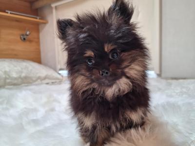 IKC Regisetred Pomeranian puppies in Dublin