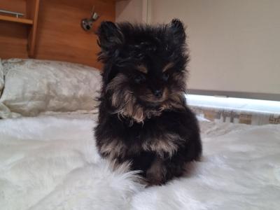 IKC Regisetred Pomeranian pups