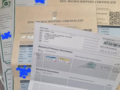 IKC Regisetred Pomeranian puppies in Dublin