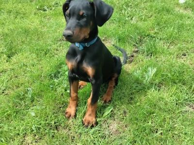 1 male Doberman puppy. Beautiful boy
