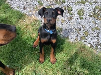 1 male Dobermann puppy left in Kerry. Beautiful boy