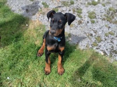 1 male Dobermann puppy left in Kerry. Beautiful boy