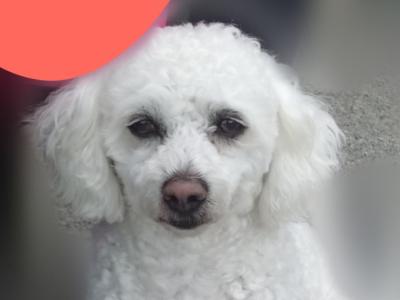 Beautiful Bichon Frise in Mayo for stud
