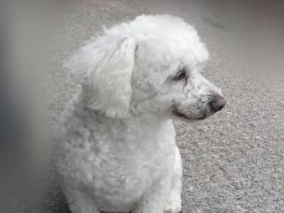 Beautiful Bichon Frise in Mayo for stud