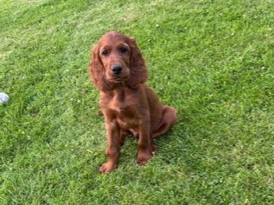 Adorable male Irish Setter puppy 3 months old in Dublin