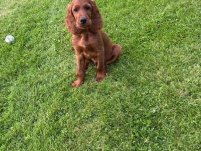 Adorable Irish Setter male puppy
