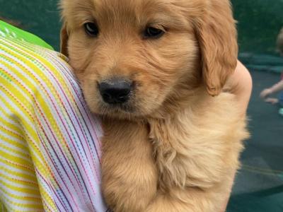 Beautiful IKC purebred Golden Retriever pups