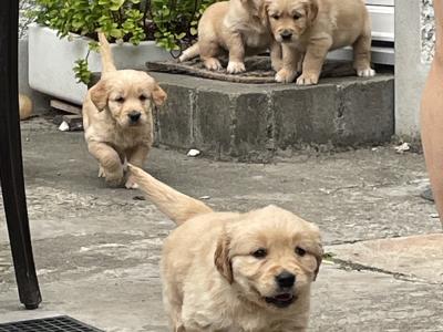 Beautiful IKC purebred Golden Retriever pups