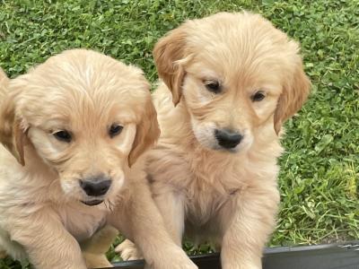 Beautiful IKC purebred Golden Retriever pups