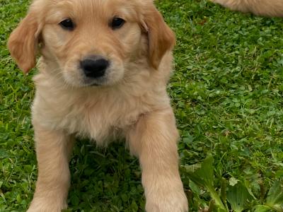 Beautiful IKC purebred Golden Retriever pups