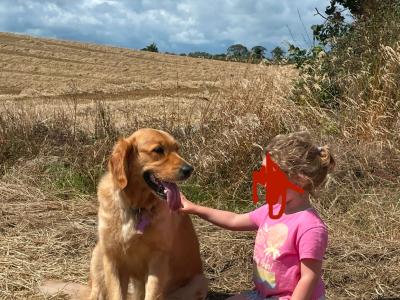 Beautiful IKC purebred Golden Retriever pups