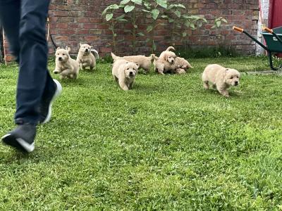 Beautiful IKC purebred Golden Retriever pups