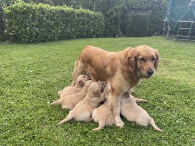 Beautiful IKC purebred Golden Retriever pups